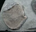 Large Ichthyosaur Shoulder Blades & Belemnite #8250-2